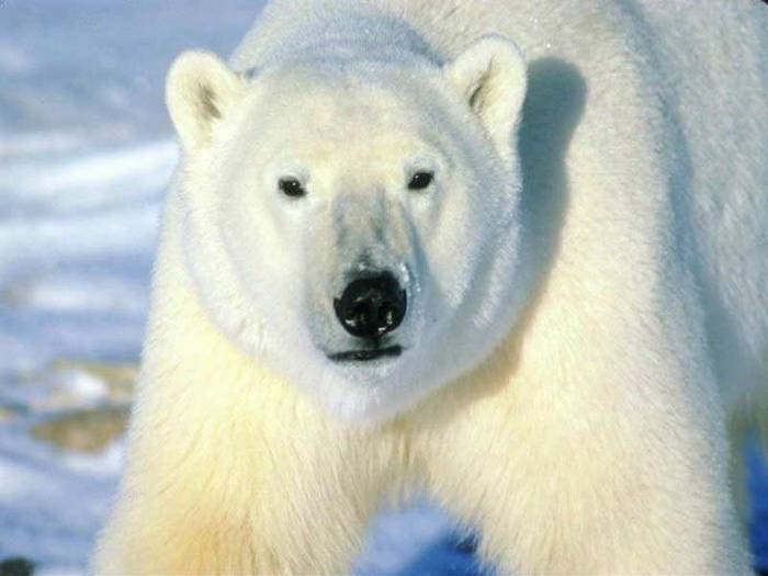 polar-bear-big - Polar BEARS