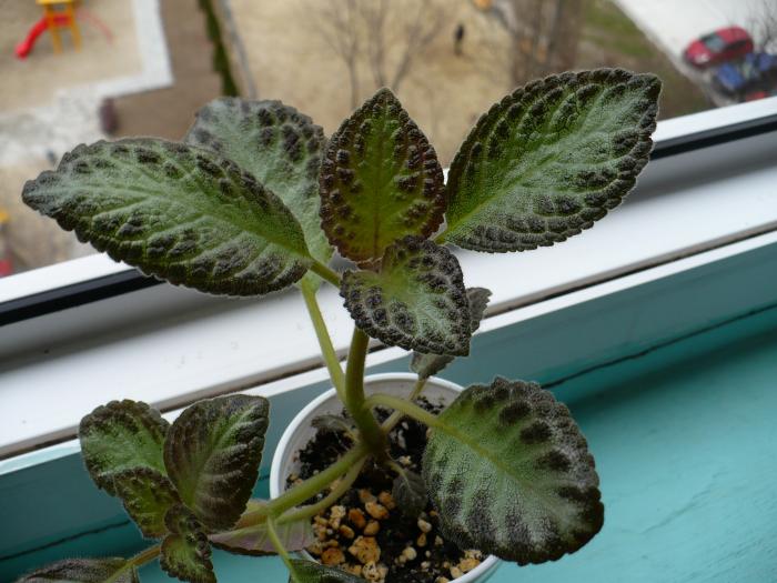 P1080675 - Episcia 2009 - 2010 - 2012 - 2014