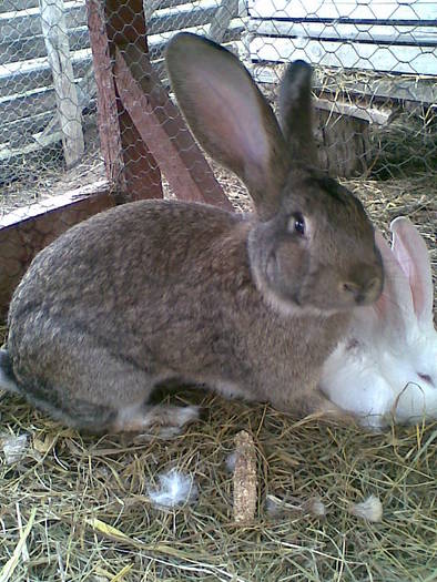 Imag017 - iepuri