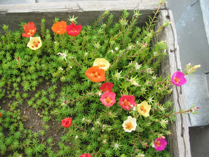 Iulie 2008 - Flori de piatra