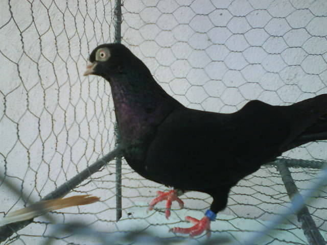 femela corb 4