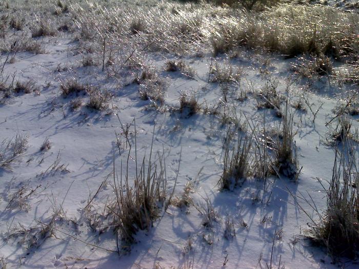 burieni congelate - natura