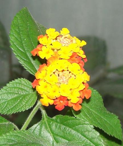 lantana