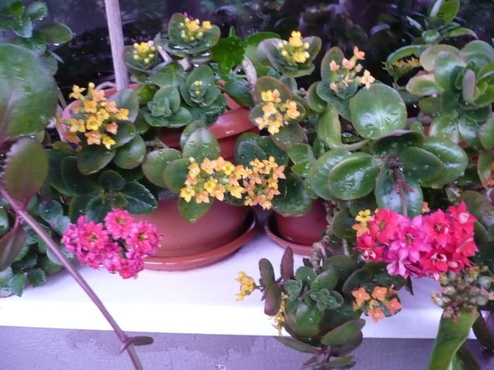 flori 19.05.2009 050 - Flori