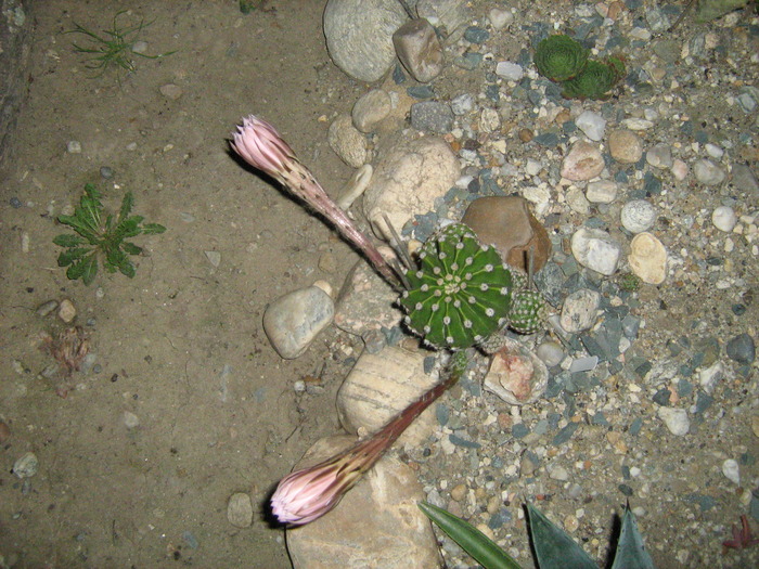 IMG_1142 - Cactusi la mosie14 sept 2009