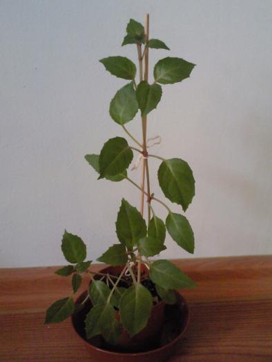 Fuchsia 2008. - Plantele mele de interior
