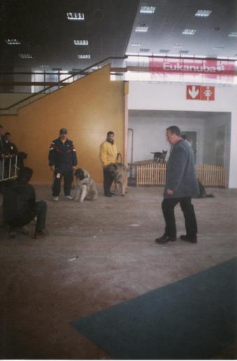 BUCURESTI HAIDUC-CAC - CAINI-EXPOZITI CANINE