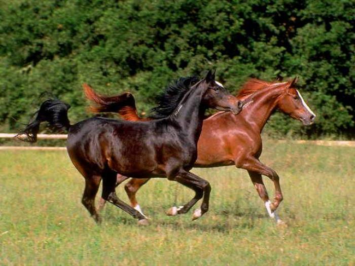 HORSE218