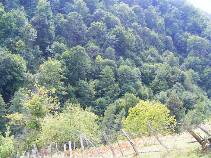 DSCF5407