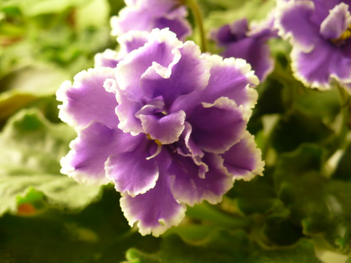 P1180409 - Midnight Cloud