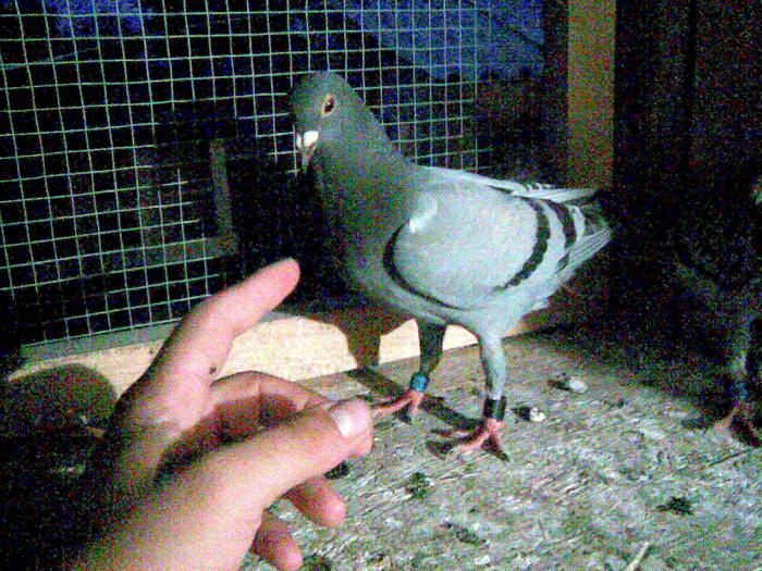 Picture 061 - porumbeii mei