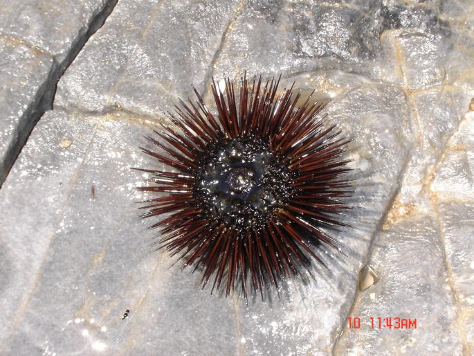 DSC00268 - 2004 TURCIA KUSADASI