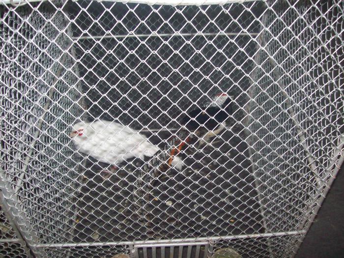 EXPO 2009 .01.09  CLUJ-NAPOCA 169