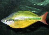 Melanotaenia%20herbertaxeroldi