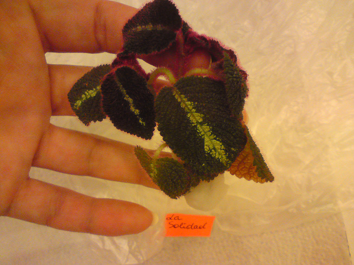 Episcia Lituania - La Solidad edita%u0163i %u015Etergere legend%u0103; Episcia Lituania - La Solidad
edita%u0163i
%u015Etergere legend%u0103
