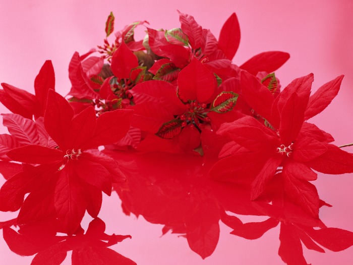 Christmas (89) - CHRISTMAS WALLPAPERS