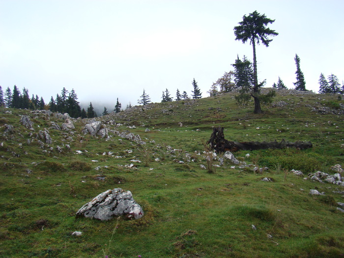 DSC04526 - Valea Crapaturii - Piatra Craiului