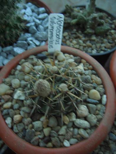 Notocactus submammulosus