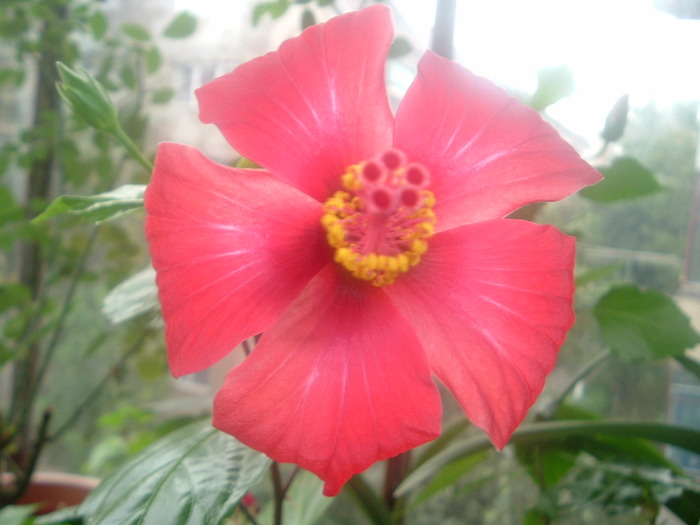 DSCF8679; hibiscus rosu simplu
