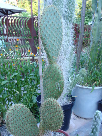 Opuntia scheeri - Opuntia-Tephrocactus