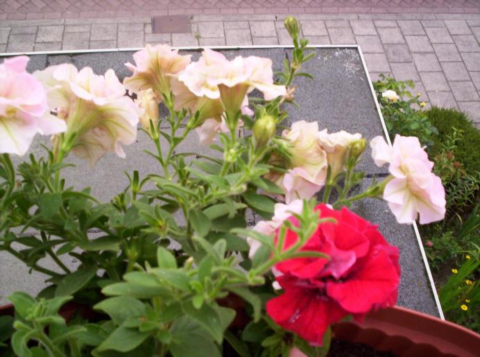 Petunia Cherry Picote & Surfinia Rosie dubla 27 aug 2008 - petunii si calibrachoa