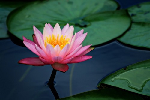 lily_pad_lotus_flower