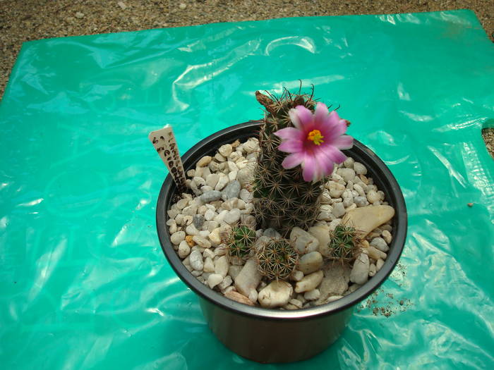 Mamillaria occidentalis - Cactusi