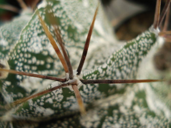 Astrophytum - Cactusi