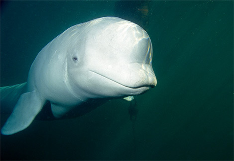 beluga-whale - balene