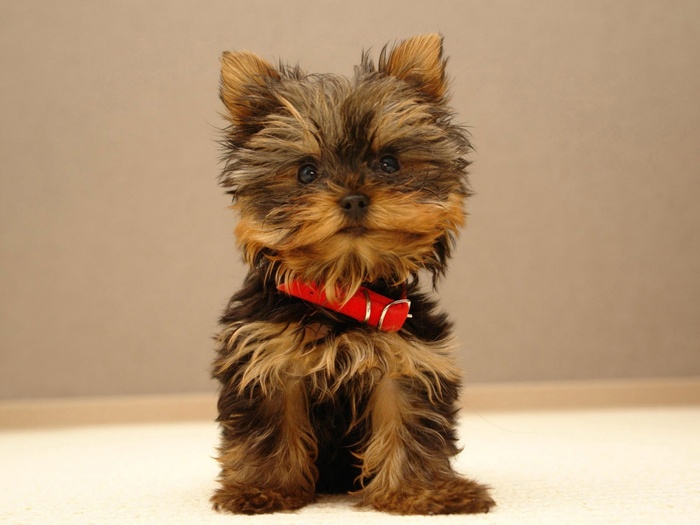 cute-puppy-wallpapers_12311_1280x960[1] - Wallpapers puppy