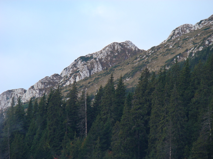 DSC04520 - Valea Crapaturii - Piatra Craiului