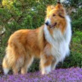 lassie - LASSIE