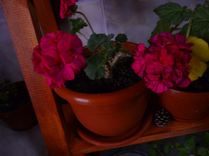muscata rosie - dragele mele flori 2009