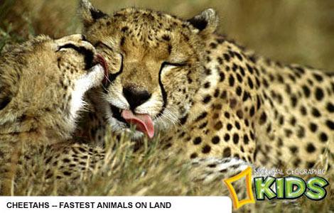 cheetah-ecard - ANIMALE