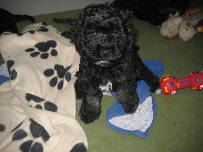 A plecat la Andrea - Cateii