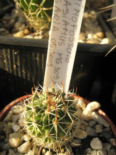 Echinofossulo roasianus - Echinofossulocactus