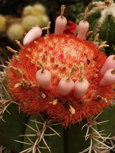 Melocactus - Cactusi