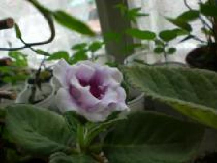 GPULNPBKIUIANOLQBOS - flori