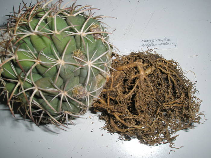 Coryphantha elephantisens - RADACINI de cactus