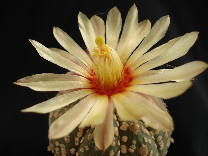 Astrophytum asterias superkabuto
