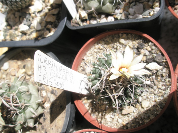 Turbinicarpus hb. (gracilis) - 20.09