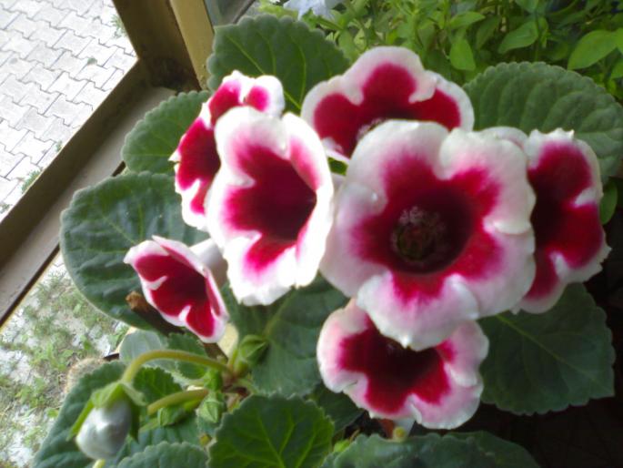 Gloxinia Kaiser Friedrich - Gloxinia 2008