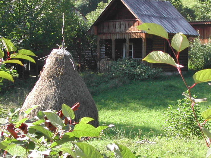 Picture 140 - Firiza