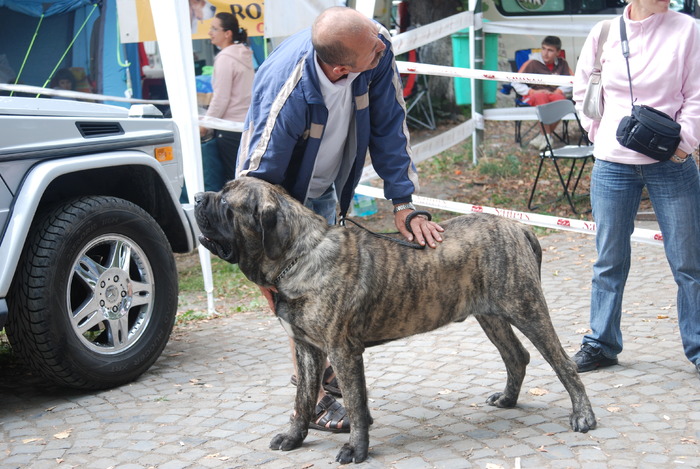 DSC_0085 - Concurs international de frumustete canina 2009 TgMures