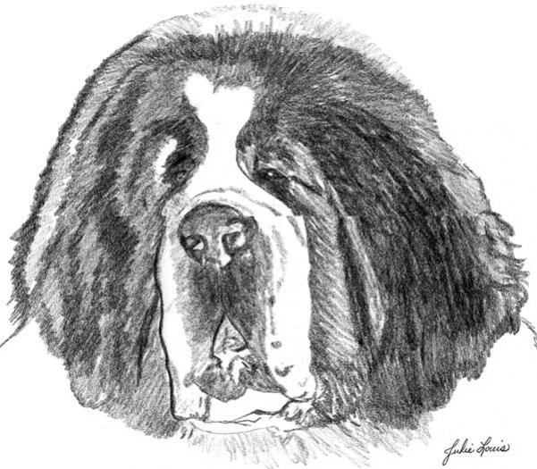 Saint Bernard4