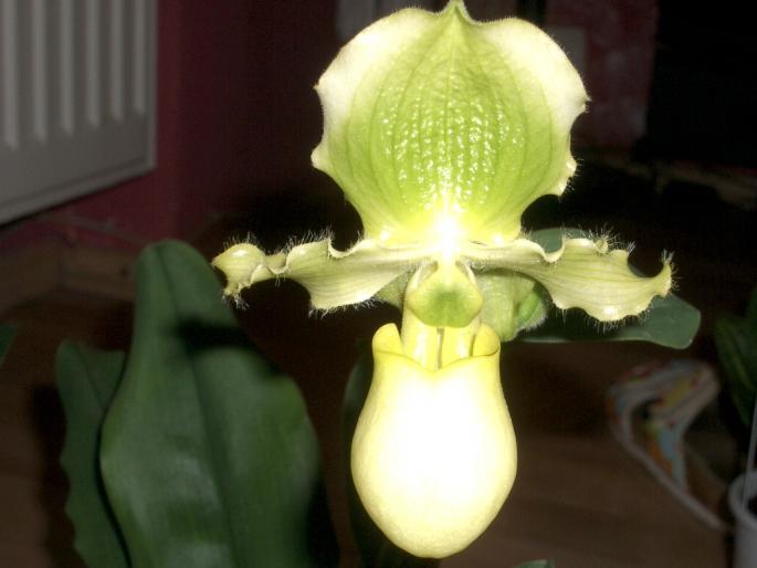 paphiopedilum; detaliu floare
