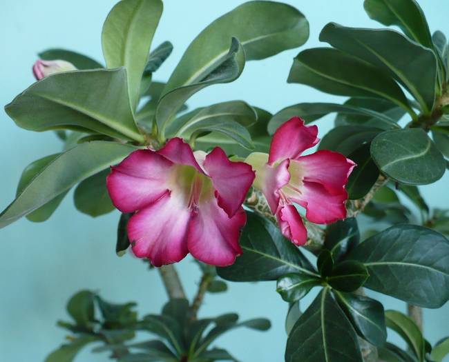 P1110781 - ADENIUM OBESUM