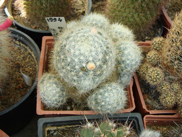 Mammillaria prolifera 2