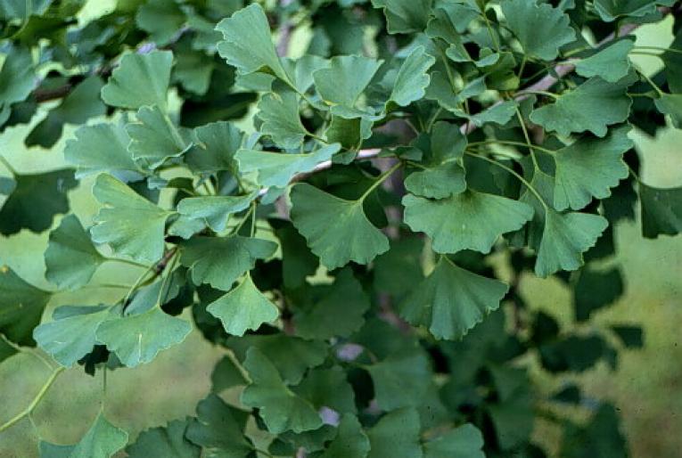 GINKGO BILOBA.1jpg