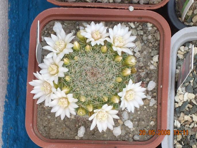 Mammillaria zeilmanniana